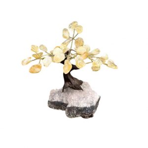 bonsai citrine occizen boutique
