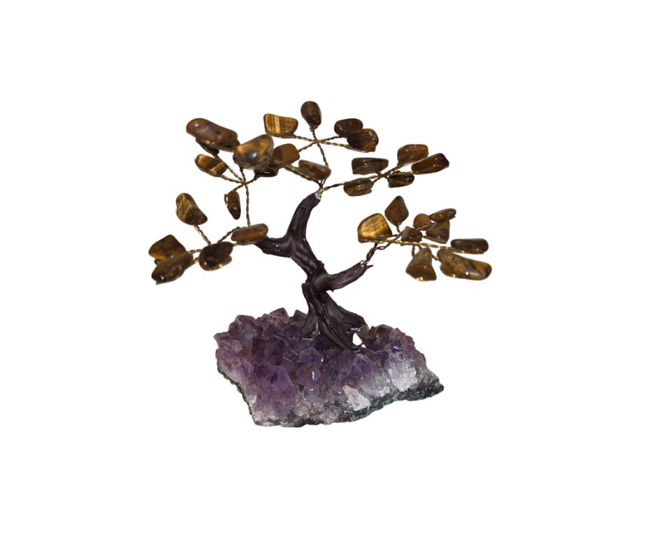 bonsai oeil de tigre occizen boutique bonsai oeil de tigre occizen boutique