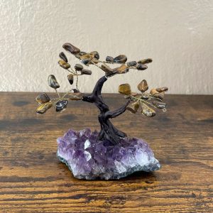 Bonsai oeil de tigre modèle 2 occizen