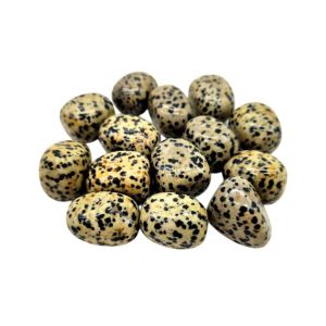 jaspe dalmatien roulé occizen